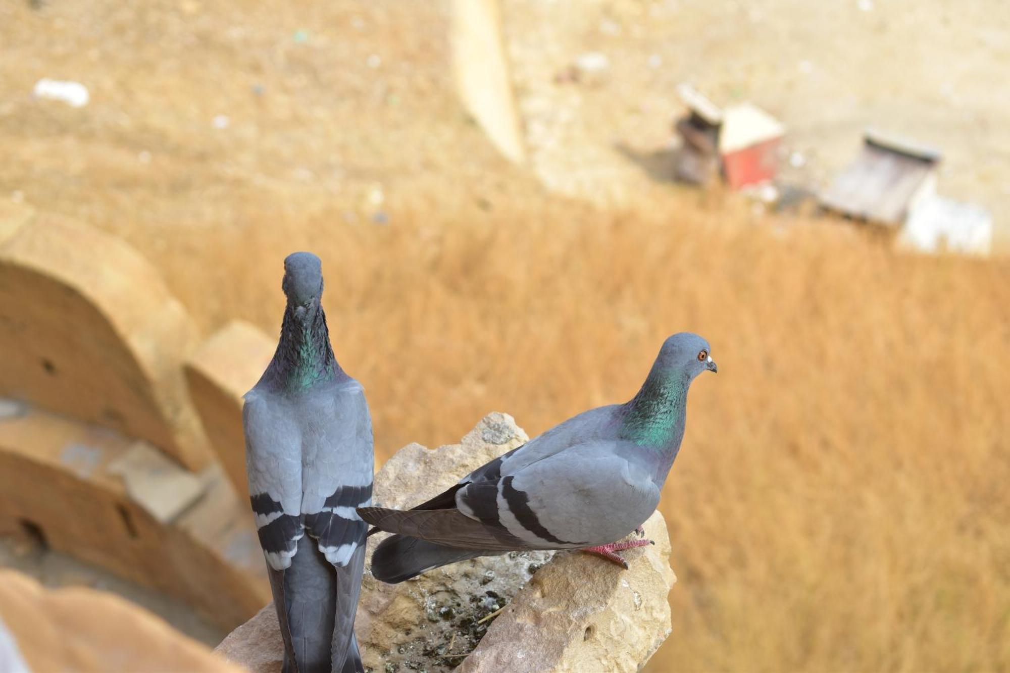 Mud Mirror Guesthouse Jaisalmer Dış mekan fotoğraf
